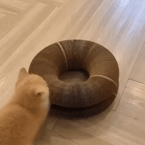 MAGIC ORGAN CAT TOY